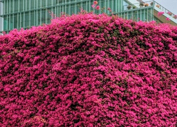 Zinloosheid of hoop: roze bloemen, breekijzers & compost